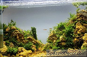 Cum De A Curăța Scum Pe Partea De Sus A Acvariului