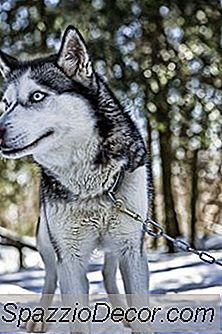 Wie Man Einen Schlittenhund Befestigt