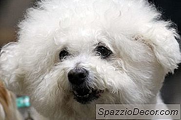 Hoe Een Bichon Frise Te Kammen