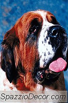 Cara Menyisir Saint Bernards