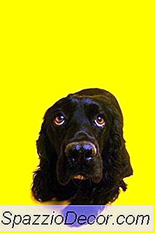 Como Criar Um Cão Resistente E Temeroso