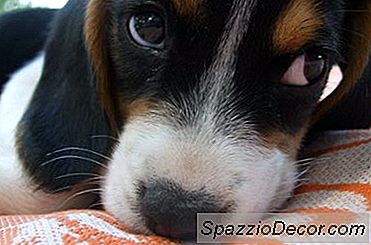 Como Curar Um Cão De Comportamento Tímido
