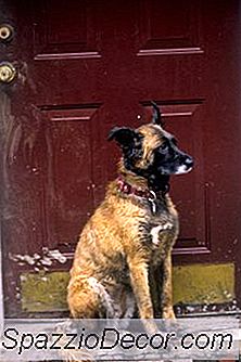 Cum Să Se Ocupe De Labele Murdare Ale Unui Câine