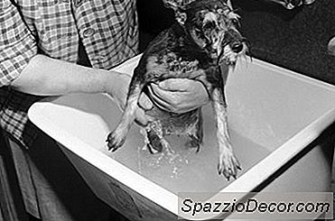 Hoe Een Hondenwasplaats Te Ontwerpen