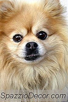 Como Desembaraçar Pomeranian Fur