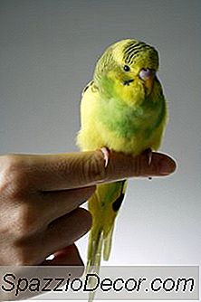 Miten Kurita A Parakeet