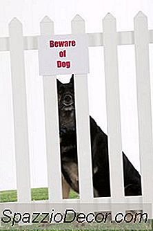 Köpekler Için Bir Arka Bahçe Içine Nasıl