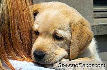 Hoe Labrador Puppy Groei Te Schatten