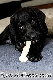 Comment Nourrir Les Chiots Labrador