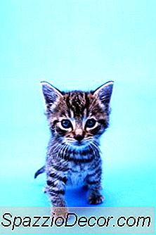 Bayan Kitten Yaşınız Nasıl Anlaşılır