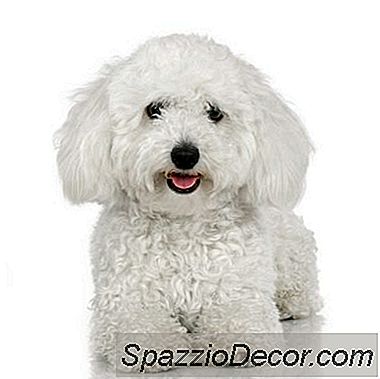 Cara Cari Bichon Frise Puppy