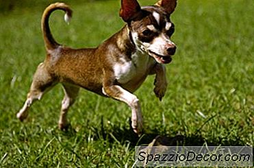 Como Obter Uma Ligação Mais Próxima Com Um Cão