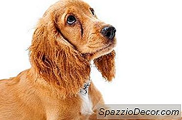 Làm Thế Nào Để Có Được Một Con Gà Trống Spaniel Để Ngăn Chặn Bắt Đầu