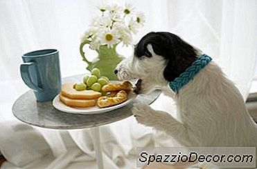 Sådan Får Du En Hund Til At Stoppe Med At Spise Mad På Kaffebordet