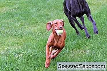 Como Obter Um Cão Para Parar Habitação Difícil