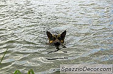 Como Conseguir Um Cachorro Para Nadar