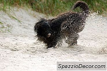 Wie Man Hunde Dazu Bringt, Keine Blumen Zu Graben