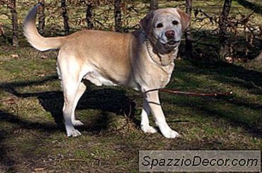 Hoe Een Labrador Retriever Te Krijgen Om Te Stoppen Met Graven