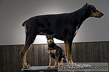 Wie Man Einen Mini-Pinscher Dazu Bringt, Nicht Mehr Zu Beißen