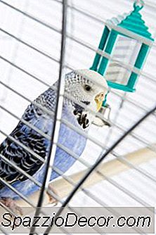 Cara Dapatkan Parakeet Saya Keluar Dari Sangkar Untuk Terbang