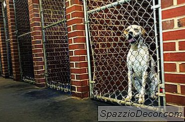 Cara Mendapatkan Anak Anjing Untuk Berhenti Buang Air Besar Di Kennelnya