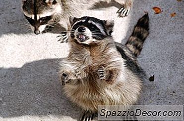 Cum Să Scapi De Pisici, Câini, Veverițe, Raton Și Skunks