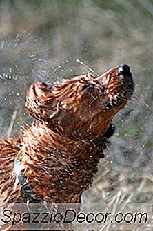 Como Se Livrar Do Cheiro De Gambá Em Cães