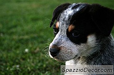 Como Obter Seu Cão Acostumado A Sua Nova Casa