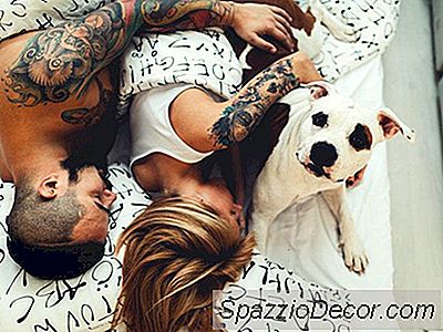 Köpeğinizi Yatağınızdan Çıkarma