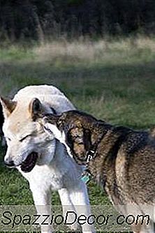 Come Ottenere Il Tuo Cane Per Mescolarsi Con Altri Cani