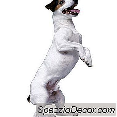 Como Fazer Com Que Seu Cachorro Pare De Procurar Comida Na Mesa