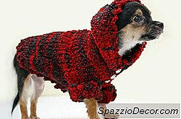 Como Obter O Seu Cão Para Usar Um Casaco Ou Camisola