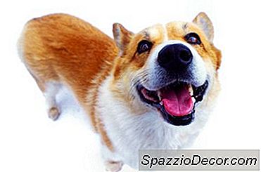 Como Fazer Seu Corgi Galês Parar De Seguir Você