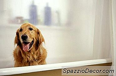 Cara Memberi Seekor Anjing Raksasa Di Dalam Kamar Mandi