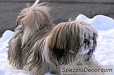 Comment Donner À Mon Shih Tzu Une Coupe De Chiot