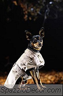 Como Preparar Um Pinscher Diminuto