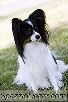 Wie Man Das Papillon Für Den Show-Ring Pflegt