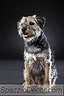 Como Noivo Um Terrier De Casaco Grosso