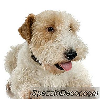 Cum Să Mătui Un Terrier De Grâu