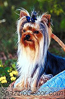 Sådan Groom A Yorkie At Bites