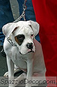 Como Ajudar Um Cão Com Frustração De Barreira