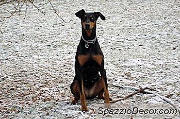 Làm Thế Nào Để Phá Vỡ Một Doberman