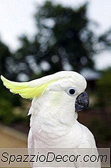 Miten Tunnistaa Cockatoo