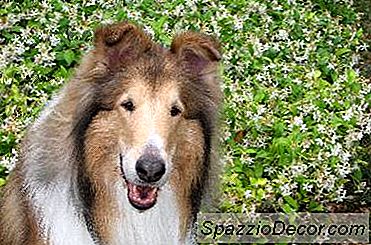 Como Melhorar O Casaco De Um Collie