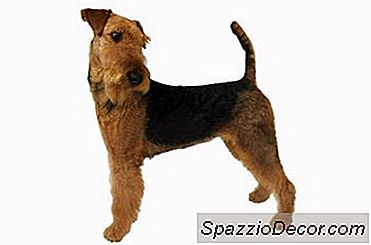 Airedale'I Sıkılmaktan Nasıl Koruyabilirim?