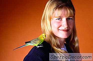 Så Här Håller Du En Budgie Från Att Bli Sjuk