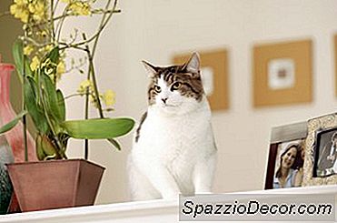 Cara Menjaga Kucing Dari Buang Air Kecil Di Kotak Penanam