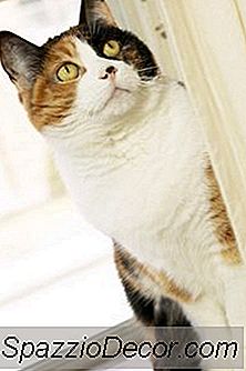 Cum Să Păstrați Pisicile De La Urinarea Pe Ușile Casei