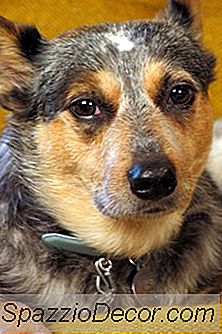 Hur Man Håller En Nötkreaturhund I Staden