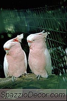 Wie Man Einen Kakadu Nachts Ruhig Hält?